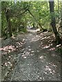 Byway below Delabole Wood in TR3 6RD