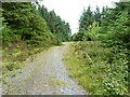 Forest track below Llechwedd Llwyd in SY18 6SY