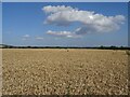 Cereal crop, The Pincushion in TN27 0QG