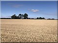 Wheat stubble near West Fleetham in NE67 5JS