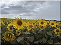 Sunflowers at Balgone North Berwick in EH39 5PA
