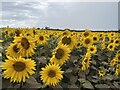 Sunflower Trail at Balgone North Berwick in EH39 5PA