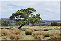 Leaning tree in field in DL13 3PD