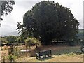 Yew tree at St. Stephen's church (Llanstephan) in LD2 3TZ