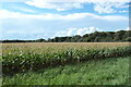 Field of maize near Barnby Manor in NG24 2QU