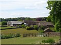 Grazing towards Abney in Abney and Abney Grange