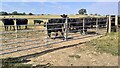 Cows at field gate opposite High Pond House in DL8 1FU