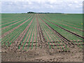 Arable farmland south of Baginton in CV8 3BA