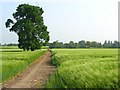 Footpath through barley, Shurlock Row in RG10 0PD