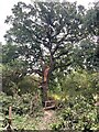 Footpath, Footbridge and Oak Tree in Old Wood in Burton on the Wolds
