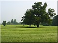 Oaks in barley, Shurlock Row in RG10 0PD