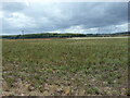 Uncultivated field and Hanging Holt in S66 7QN