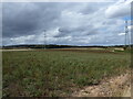Uncultivated field, pylons and Burberry's Holt in S66 7QN