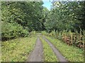 Forestry road, Ffridd Mathrafal in SY22 6JW