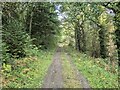 Forestry road, Ffridd Mathrafal in SY22 6HT