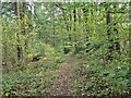 Woodland path, Ffridd Mathrafal in SY21 0LD