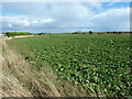 Field of sugar beet. Laughton en le Morthen in S25 1BY