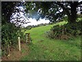 Llwybr i Landdewi Felffre / Path to Llanddewi Velvrey in SA67 8UU