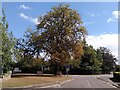 Horse chestnut tree, Weston in Arden in CV12 9QE