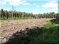 Cleared woodland, Stapleford Wood in NG24 2QZ