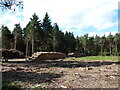 Timber stacks, Stapleford Wood in NG24 2QZ