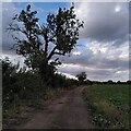 Ash tree by the bridleway from Brandon village to Brinklow Heath in CV8 3HU
