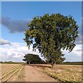 Oak tree on Brinklow Heath in CV23 0JZ