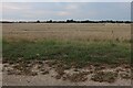 Field by Stone's Green Road, Great Oakley in CO12 5BL