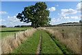 Bridleway and farmland, Warborough in OX10 7DH