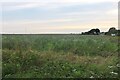Field by The Maltings west of Ramsey in CO12 5LN