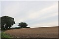 Field by Hill Road near Great Oakley in CO12 5LN