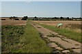 Farm track near Redwood Farm in CB23 3PL