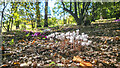 Wild cyclamen at East Bergholt in CO7 6UT