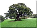 Derwen fawr / A large oak tree in SA34 0UT