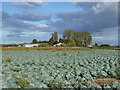 Cabbages and Willow Farm. Sutterton Dowdyke in PE20 2LB