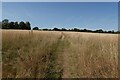 Bridleway towards Duddenhoe End in CB11 4UY
