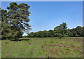 Heather and Woodland at Fleet in GU51 3EA