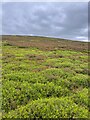 Bilberry and heather on the slopes of The Knott in SK22 2NR