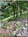 Footpath in Hey Wood in Sett Ward