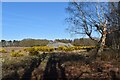 Gorse and blackthorn in flower, Westleton Walks in IP17 3BH