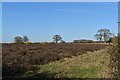 Restored heathland near Walkbarn Farm, Westleton in IP17 3BH