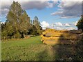 Cut logs in field, Little Baddow in CM3 4FL