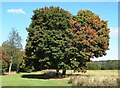A pair of trees east of Bolton-upon-Dearne in S63 9FL