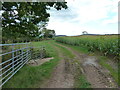 Footpath by a field of maize, Birdwood in GL19 3EF