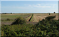 Fields south of Well Creek in PE38 0BS