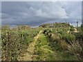 Woodland track on Stoney Hill in AB54 6EY