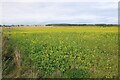 Field of oil seed rape in KY10 3LF