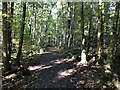Woodland path, Linn Park in G45 9QU