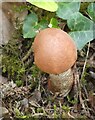 Leccinum aurantiacum (Red-capped scaber stalk) in TR9 6DG