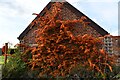 Elmstead Market, Birds Farm: Heavily berried Pyracantha shrub in CO7 7EY